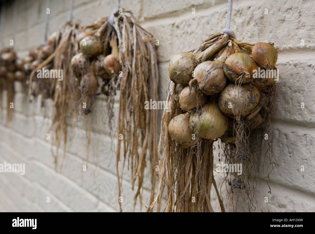 Shallot sets hires stock photography and images Alamy