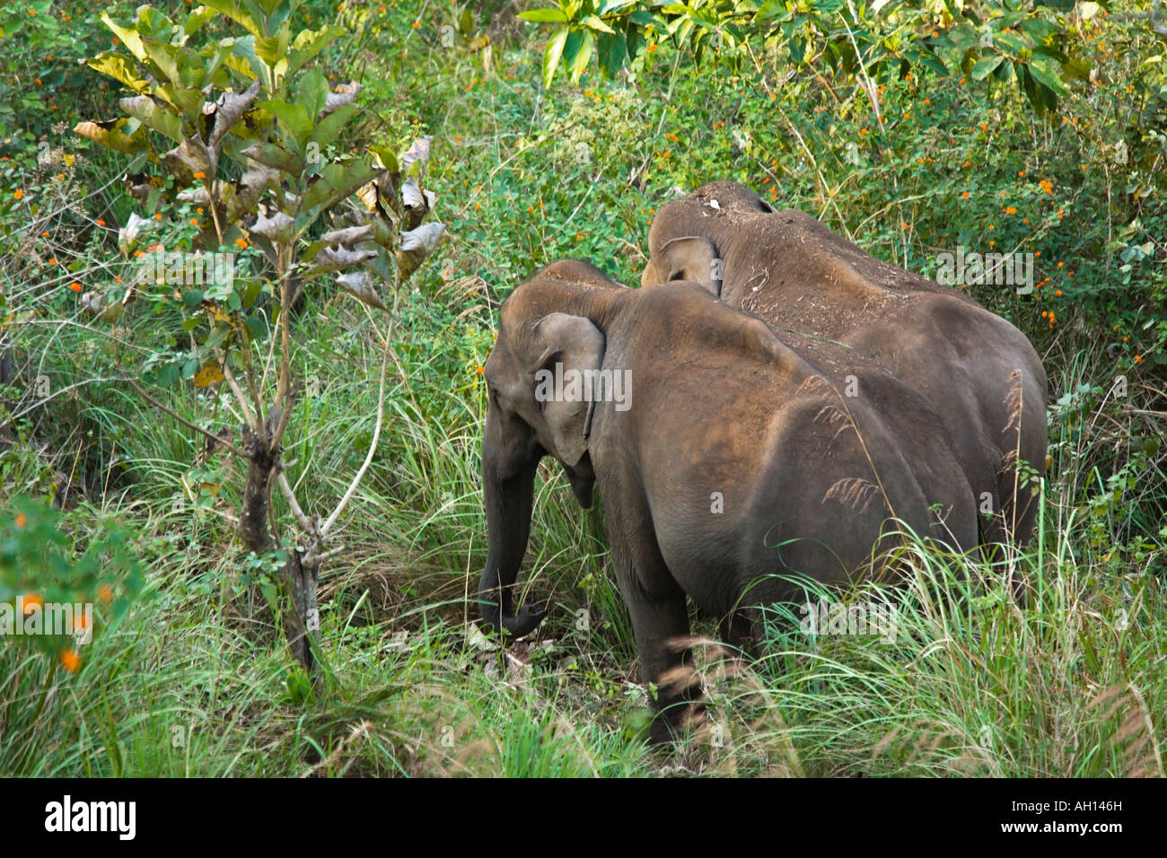 India Kerala Western Ghats Periyar Wildlife Sanctuary Wild elephants foraging for food Stock Photo