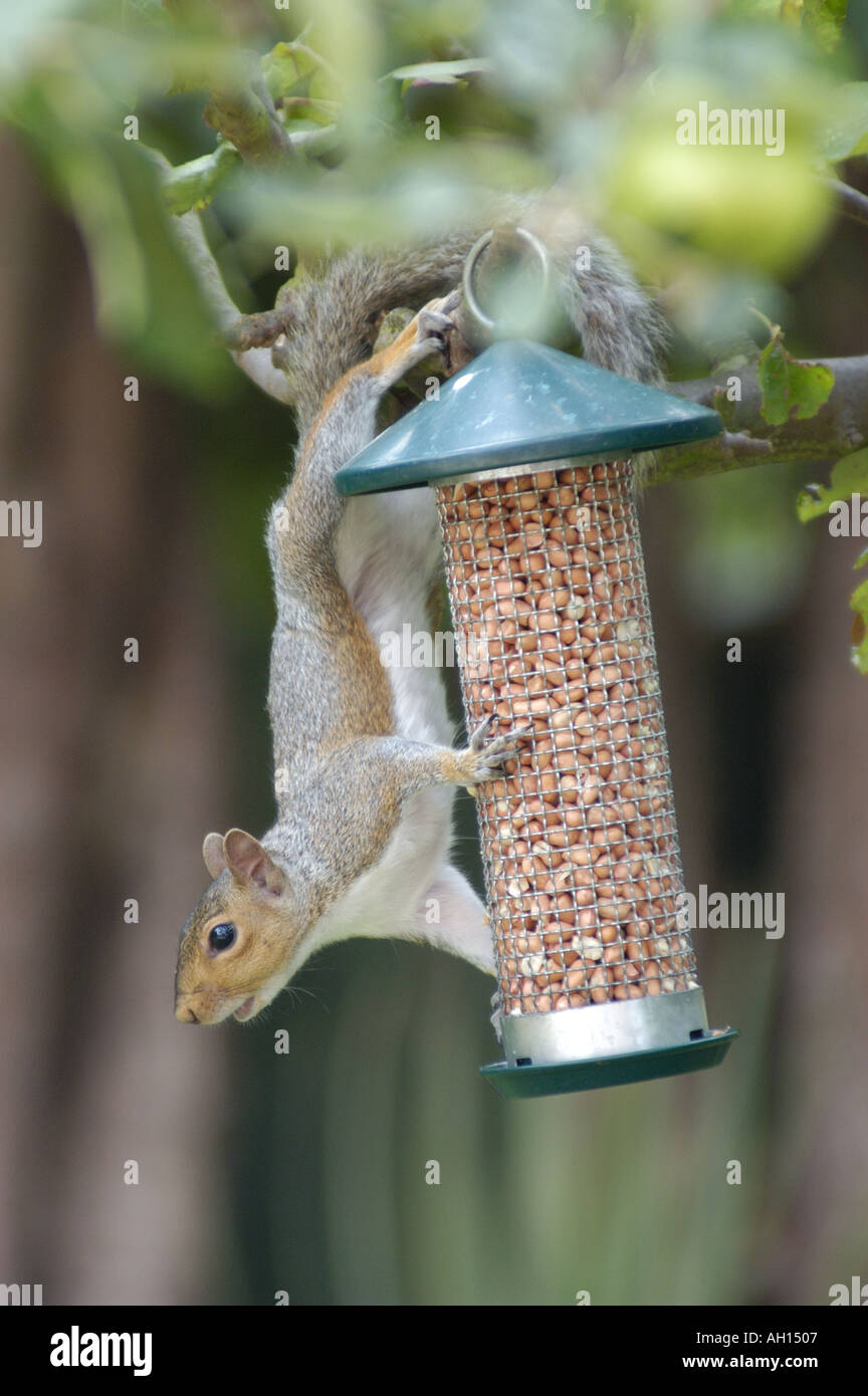 Squirrel Stealing Nuts From A Bird Feeder Stock Photo 1119494 Alamy