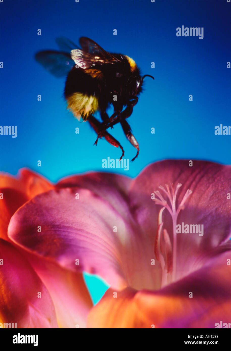 Bumble bee landing on a flower Stock Photo