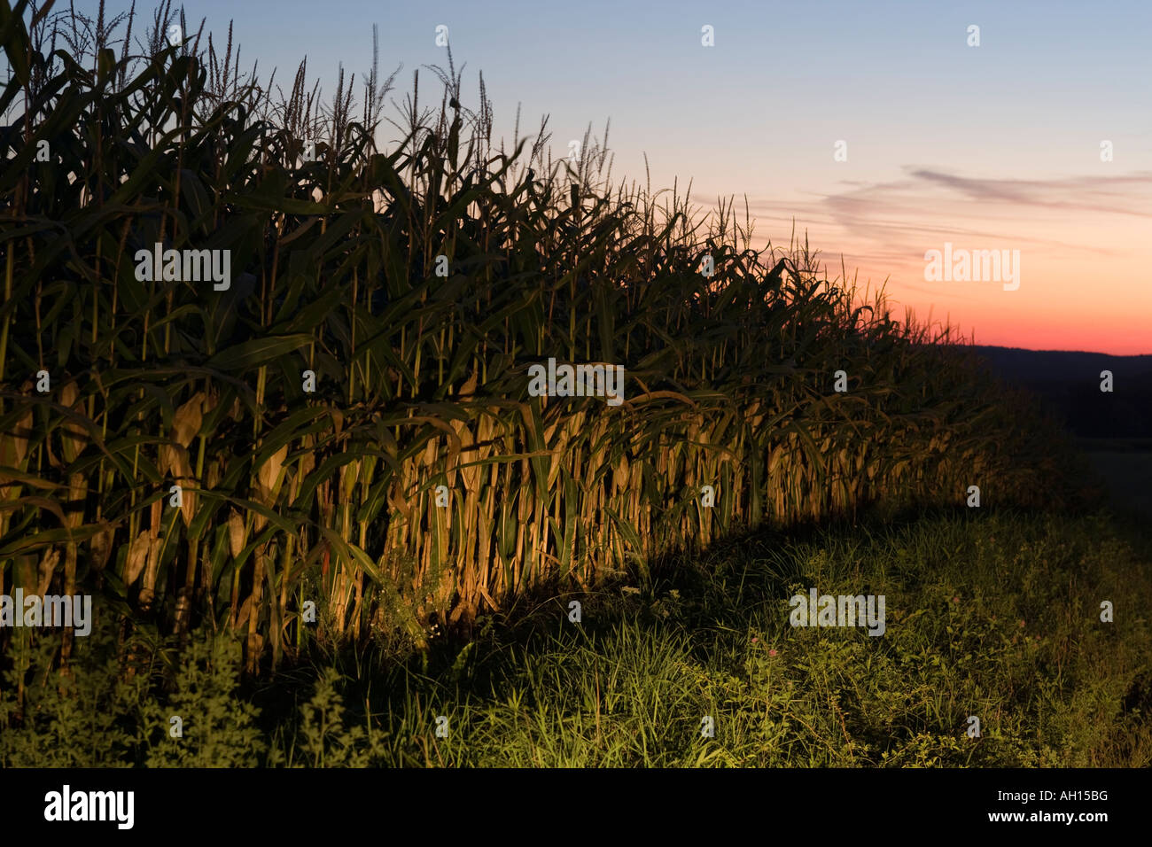 CORNFIELD AT NIGHT Stock Photo Alamy