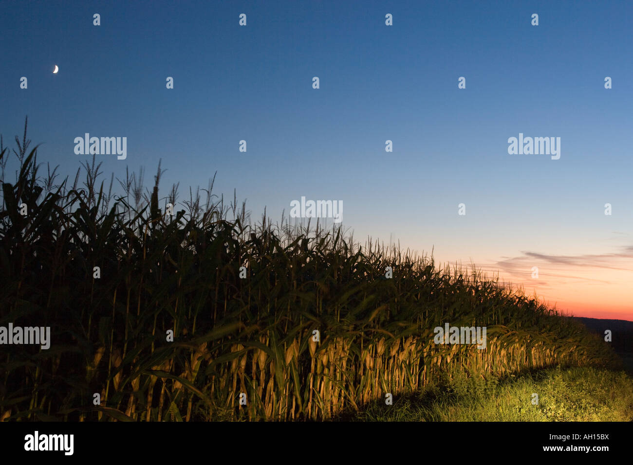 CORNFIELD AT NIGHT Stock Photo Alamy