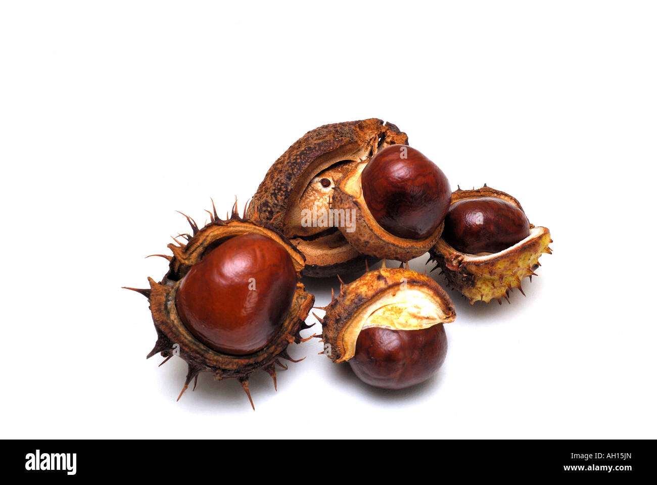 Horse chestnuts on a white background The horse chestnut s scientific
