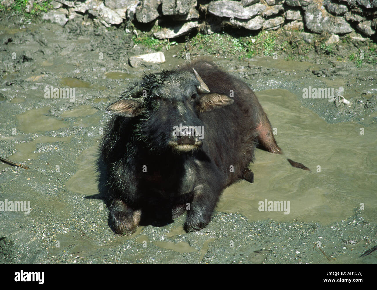 Water Buffalo , Nepal Stock Photo Alamy
