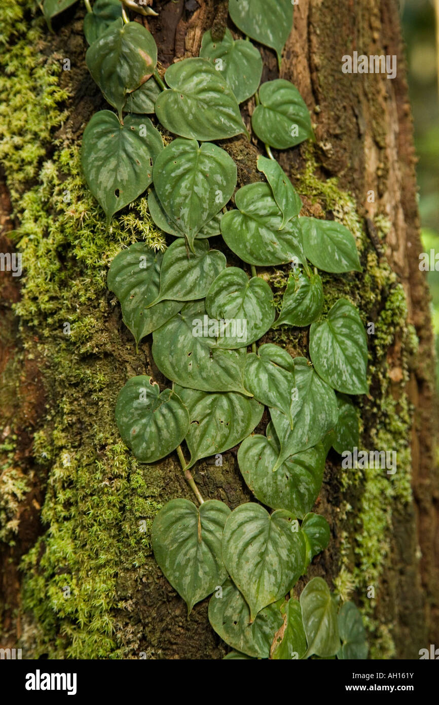 A patterned vine on the trunk of a tree in the jungle Stock Photo
