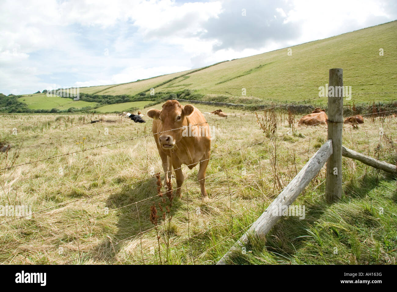 Cow fence england hi-res stock photography and images - Alamy