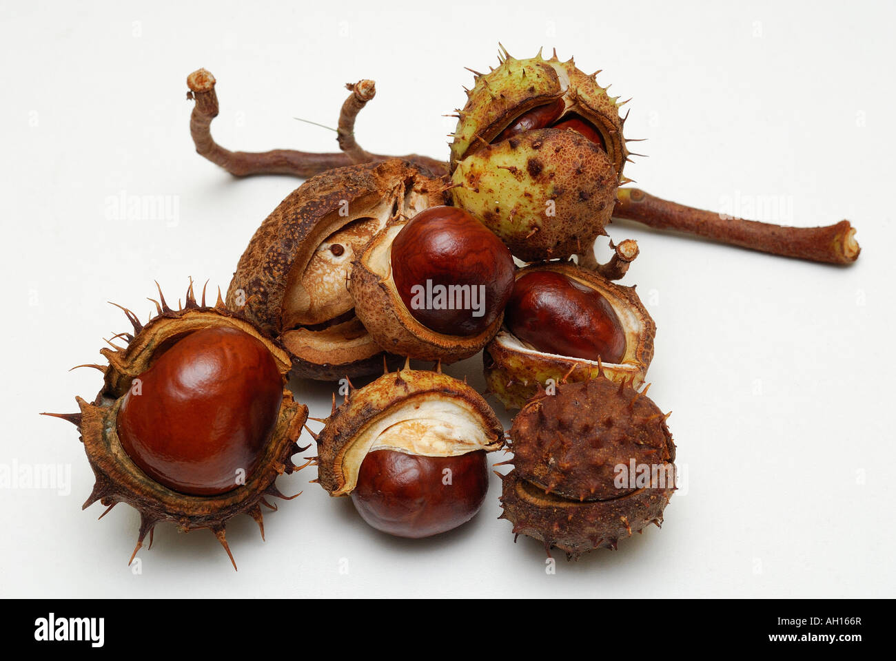 Horse chestnuts on a white background The horse chestnuts scientific