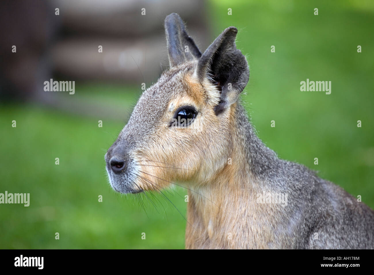 Patagonian mara head hi-res stock photography and images - Alamy