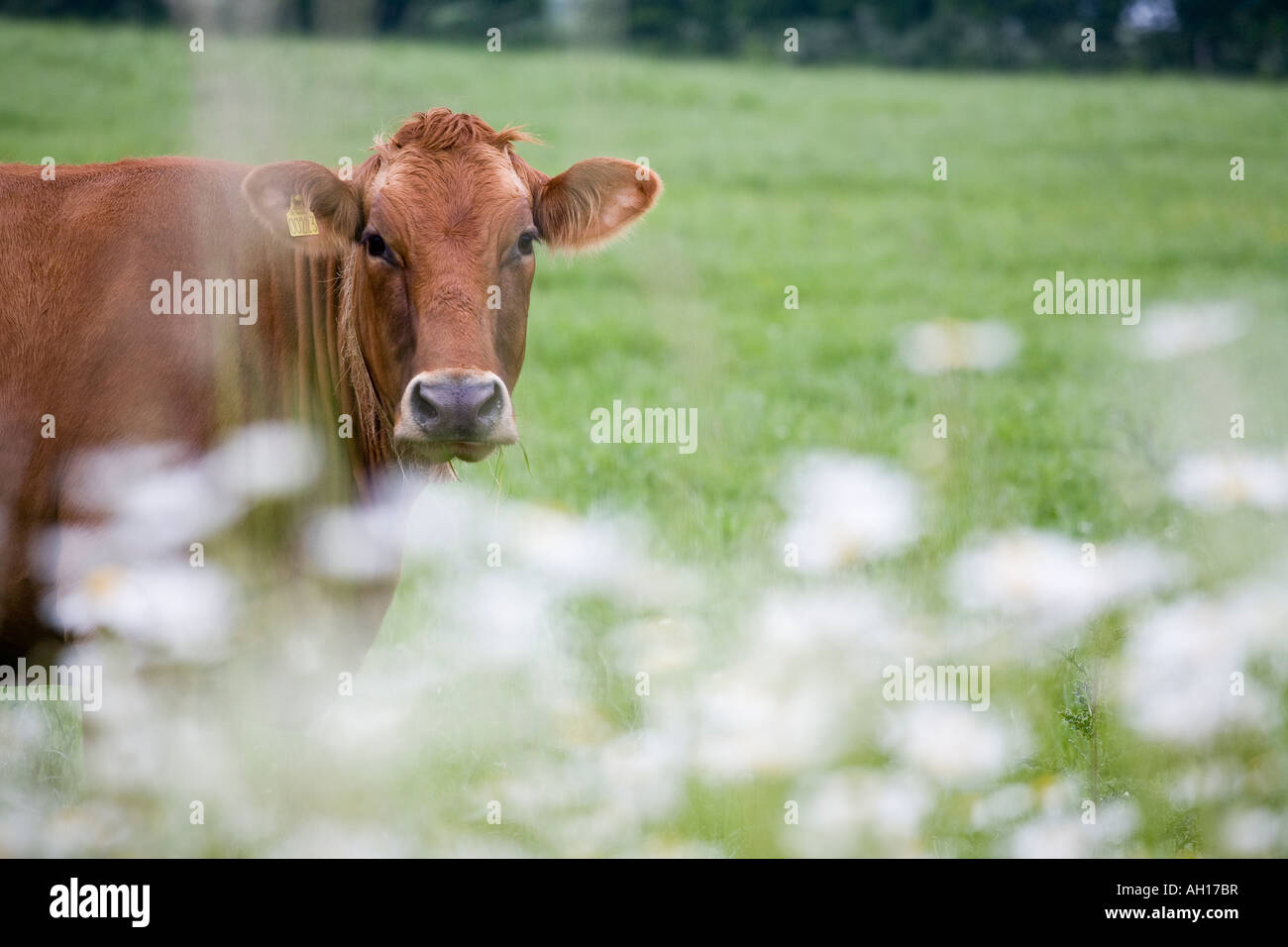 Cow and Daisies A brown cow in a green pasture with white flowers in the foreground Aero Funen Denmark Stock Photo