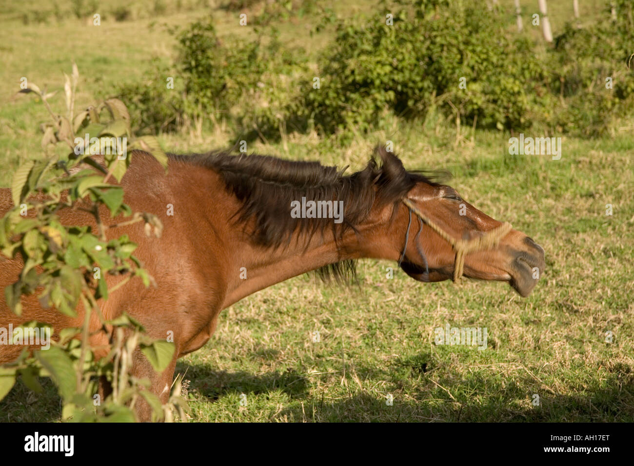 Horse sneezing Stock Photo