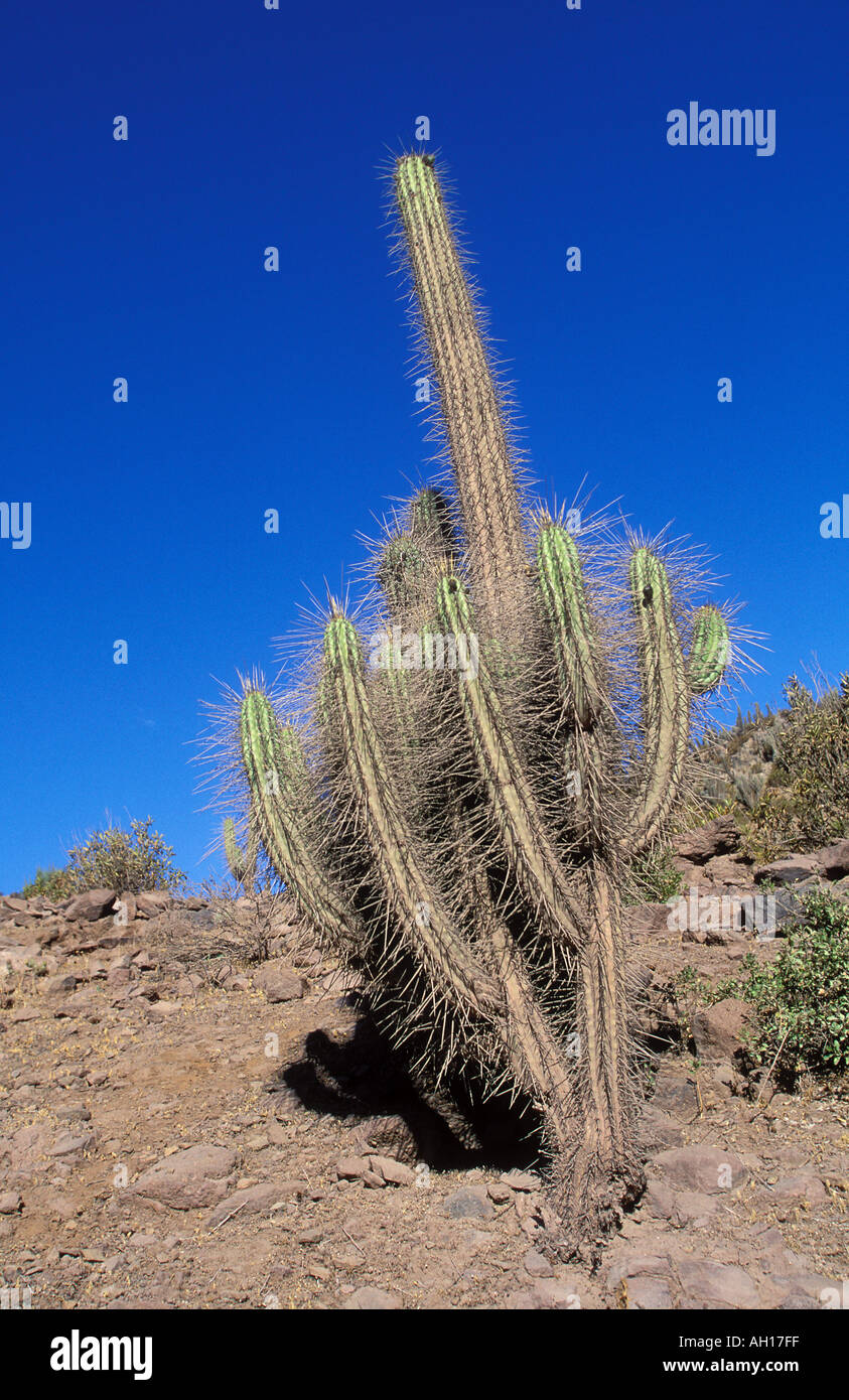 South america north chile cactus hi-res stock photography and images - Alamy
