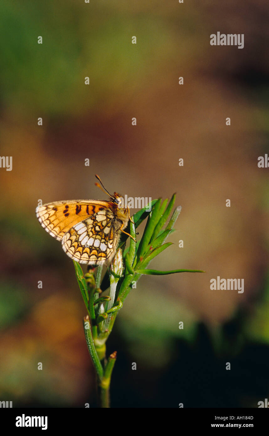 Heath fritillary butterfly Italian Alps Stock Photo