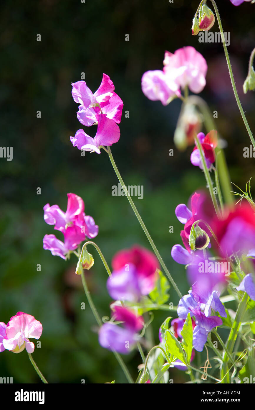 Sweet peas growing Stock Photo Alamy