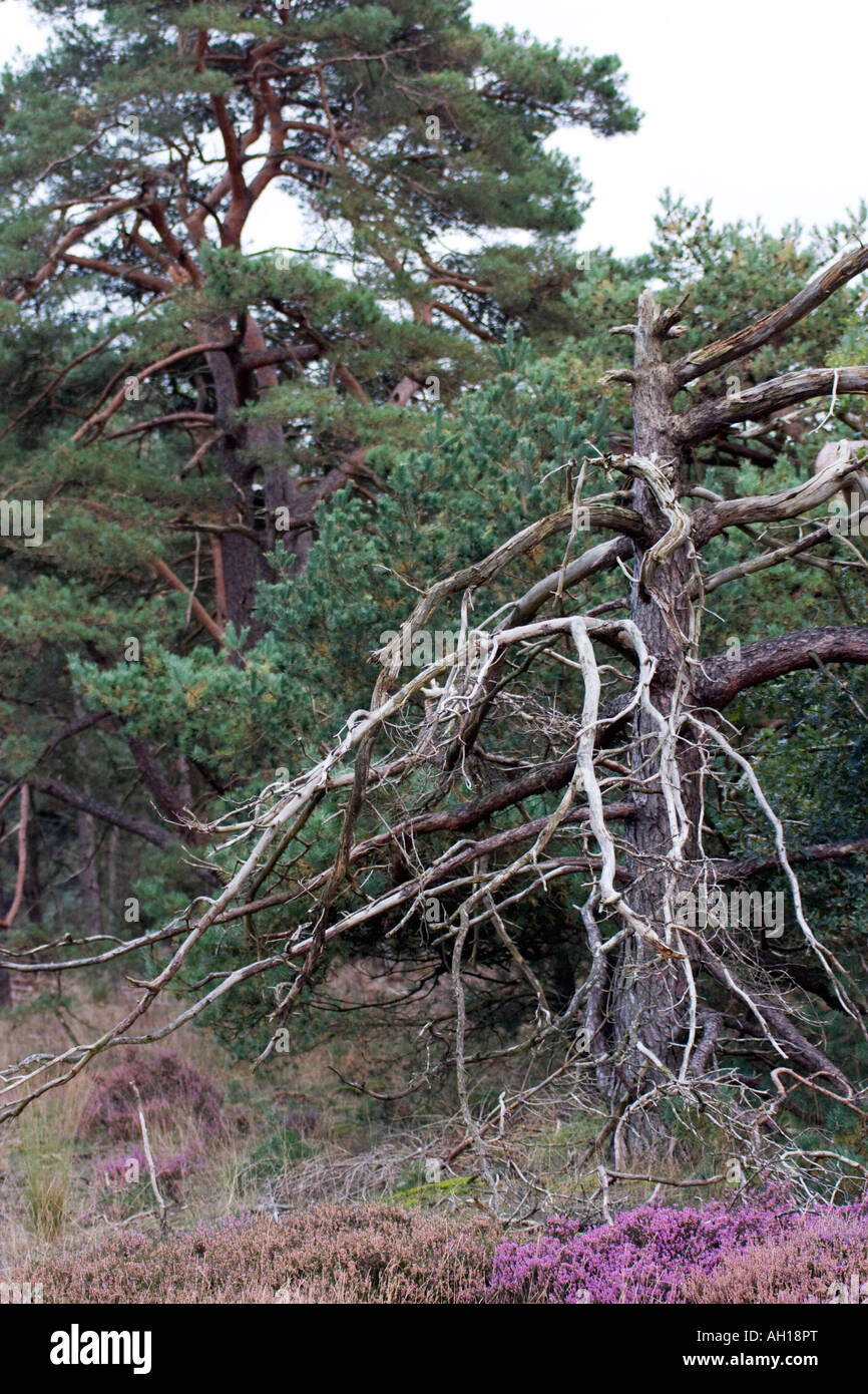 Pine tree with dead branches Stock Photo Alamy