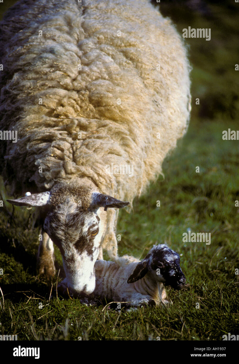 New born lamb and mother Stock Photo - Alamy