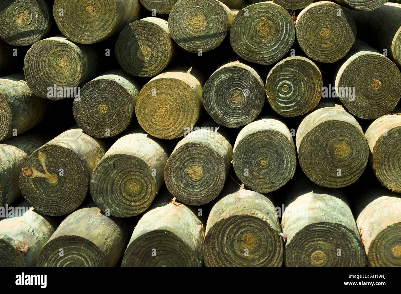 Pressure treated logs waiting to become a fence or other landscape object Stock Photo