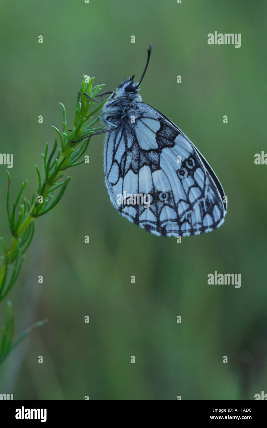 Marbled White (Melanargia galathea) on grass Stock Photo