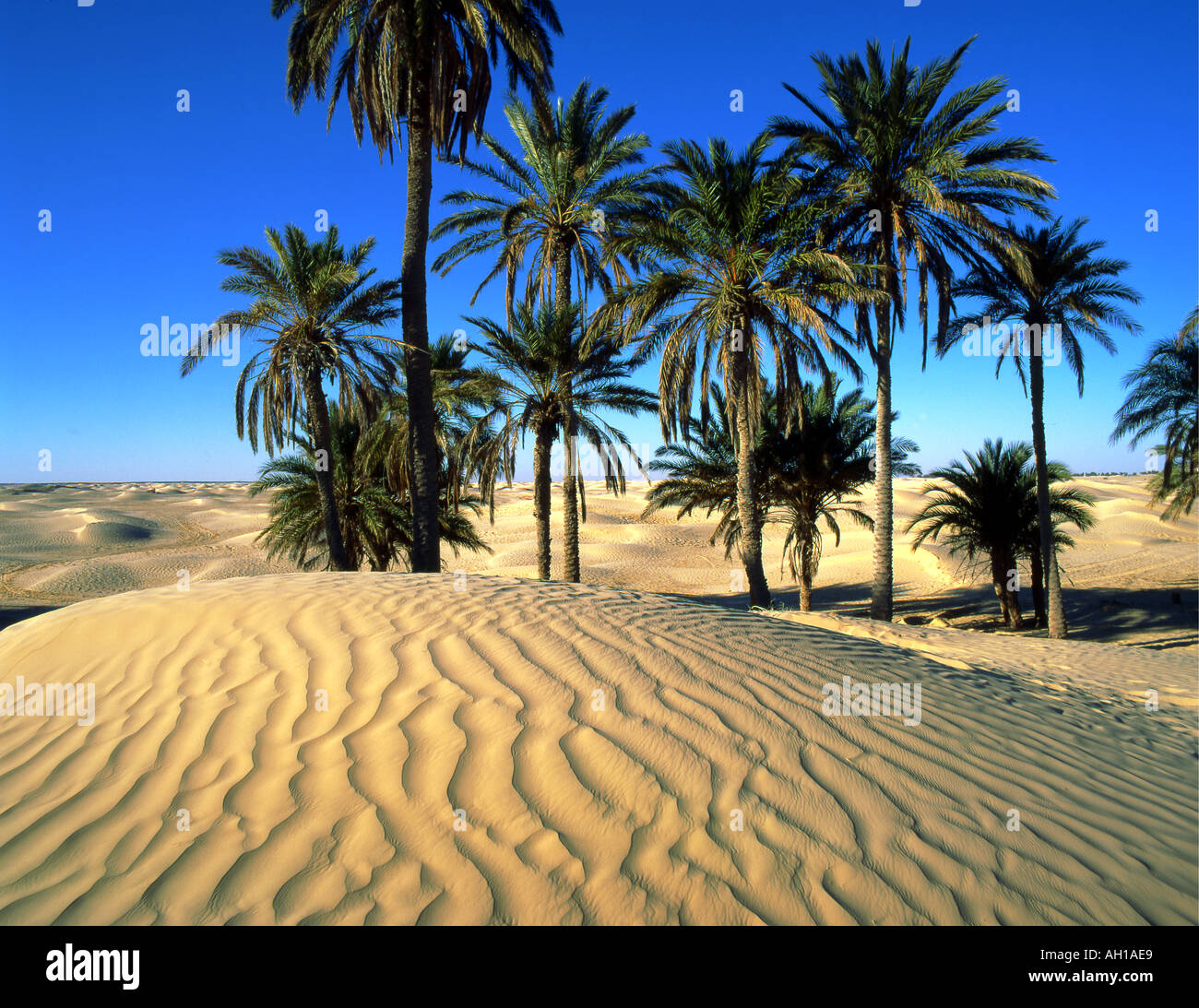 Grand Erg Tunisie Sahara Grand Erg Oriental Tunisie CISHZD grand-erg-tunisie-sahara-grand-erg-oriental-tunisie-cishzd