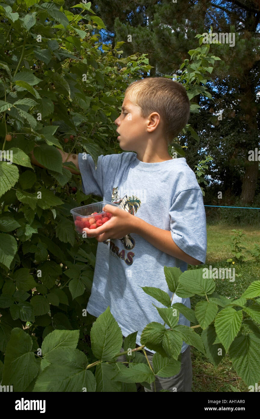 a little boy picking raspberries at a pick your own fruit farm in cornwall,england Stock Photo