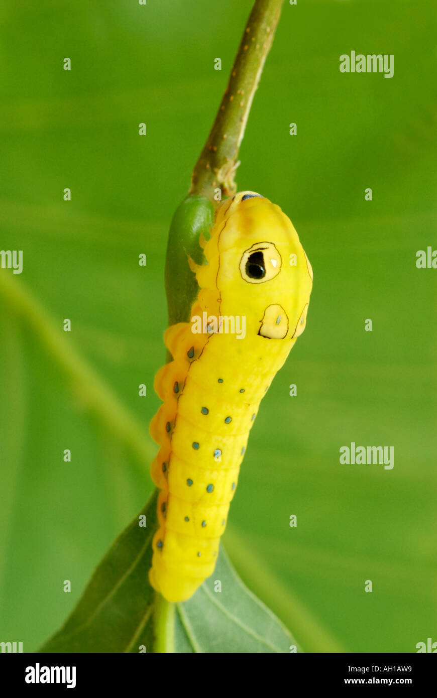 Spicebush Swallowtail, Papilio troilus, caterpillar in final prepupal instar.  Snake mimic with fake eye-spots Stock Photo