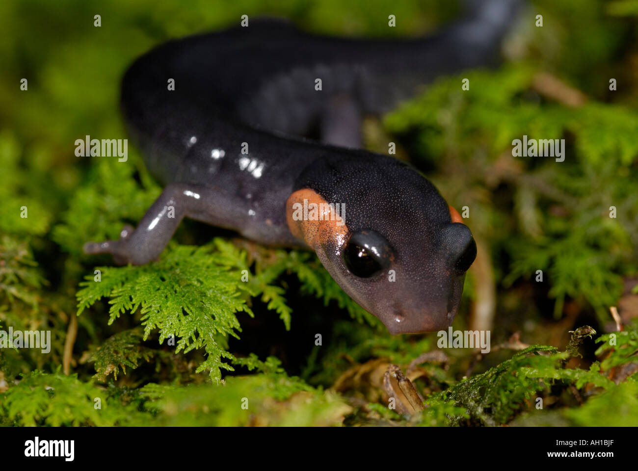 Jordan's Salamander, Plethodon jordani, redcheek type, Great Smoky Mountains National Park Stock Photo