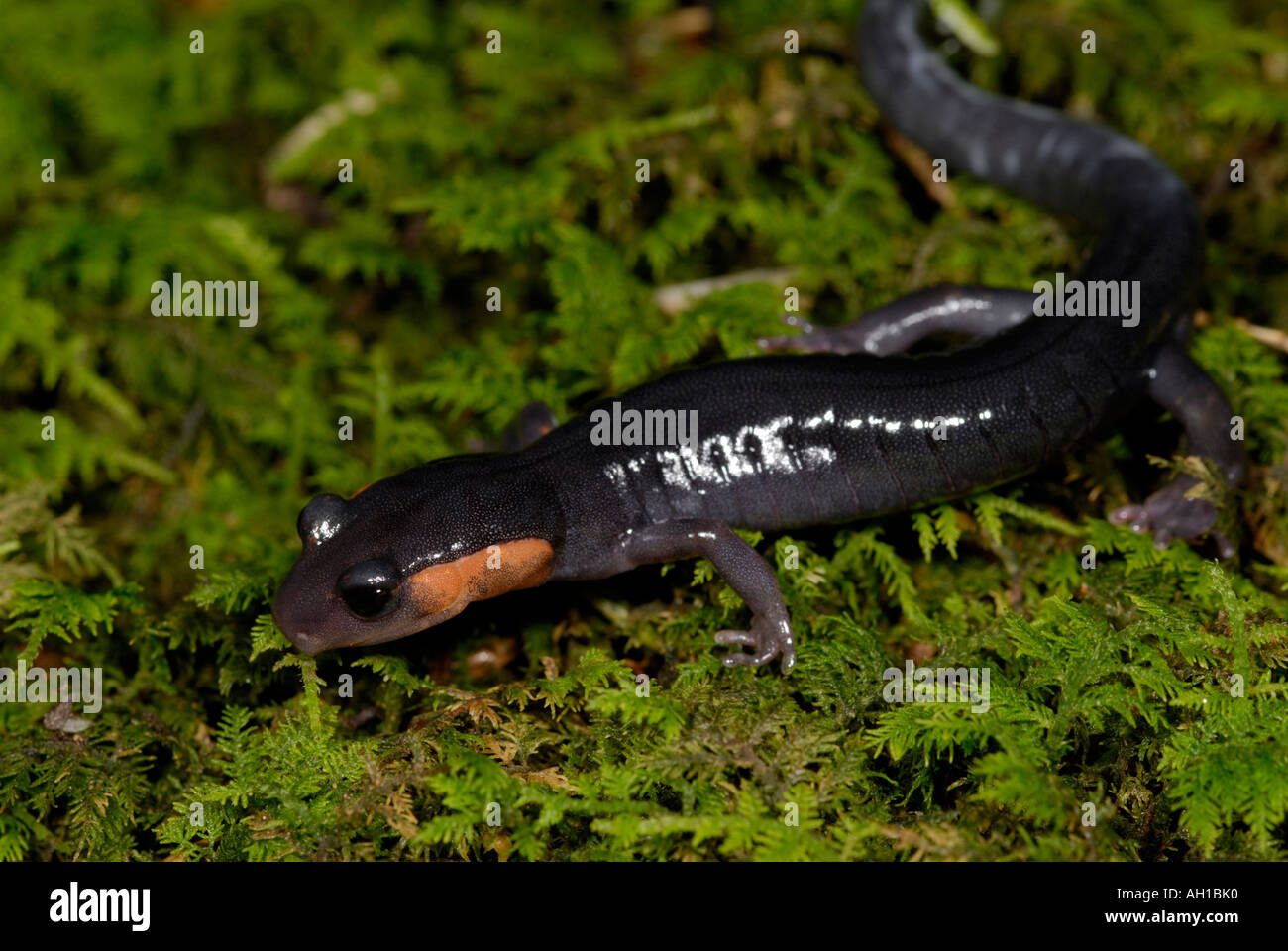 Jordan's Salamander, Plethodon jordani,  Great Smoky Mountains National Park Stock Photo