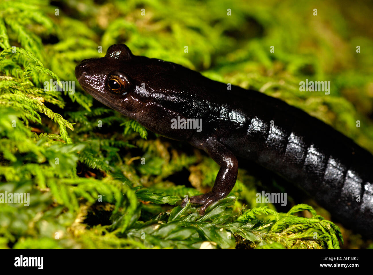 Imitator Salamander, Desmognathus imitator, Great Smoky Mountains National Park Stock Photo