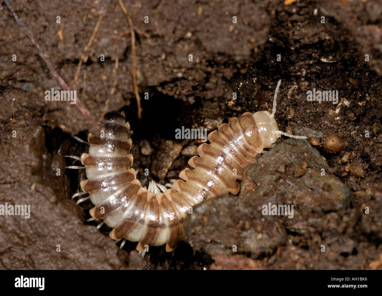 Millipede in a ground burrow.  Millipedes have 2 legs per body segment Stock Photo