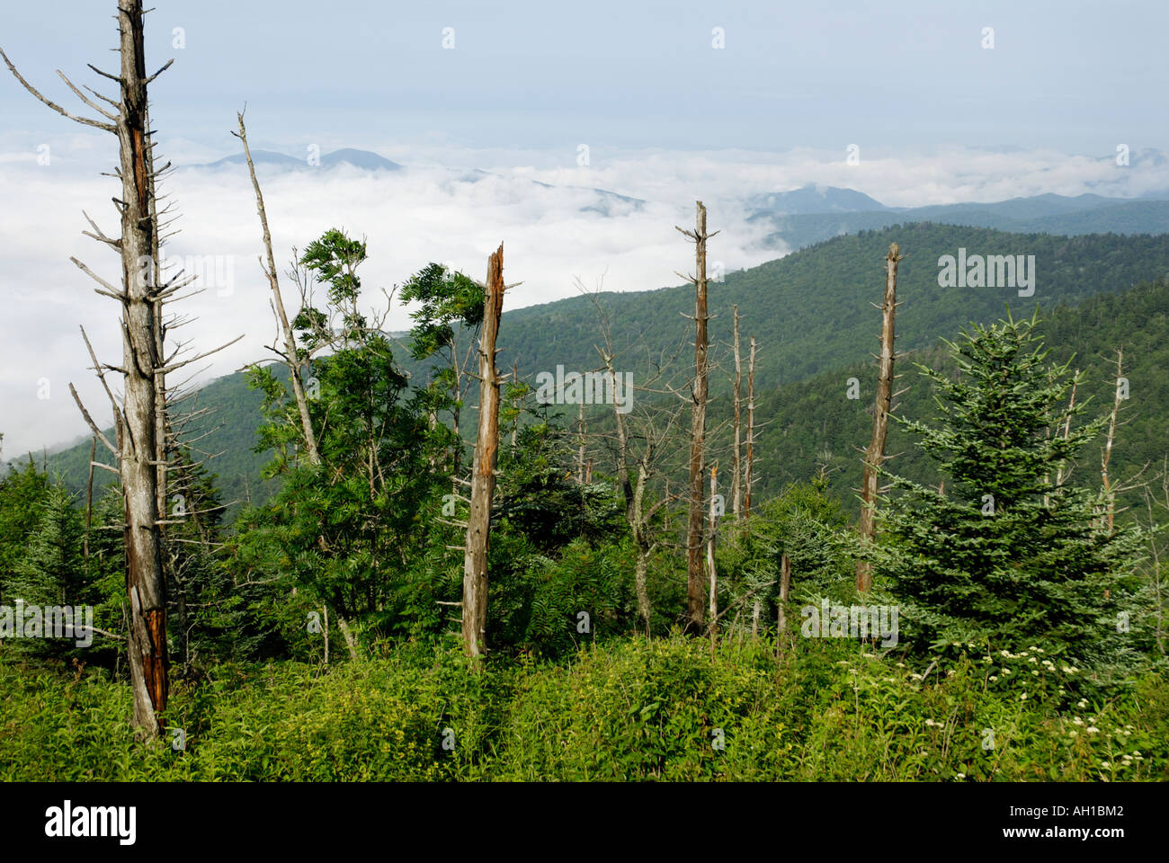 Dead Fraser Fir, Abies fraseri, trees - victims of Balsam Wooly Adelgid, Clingman's Dome, Great Smoky Mountains National Park Stock Photo