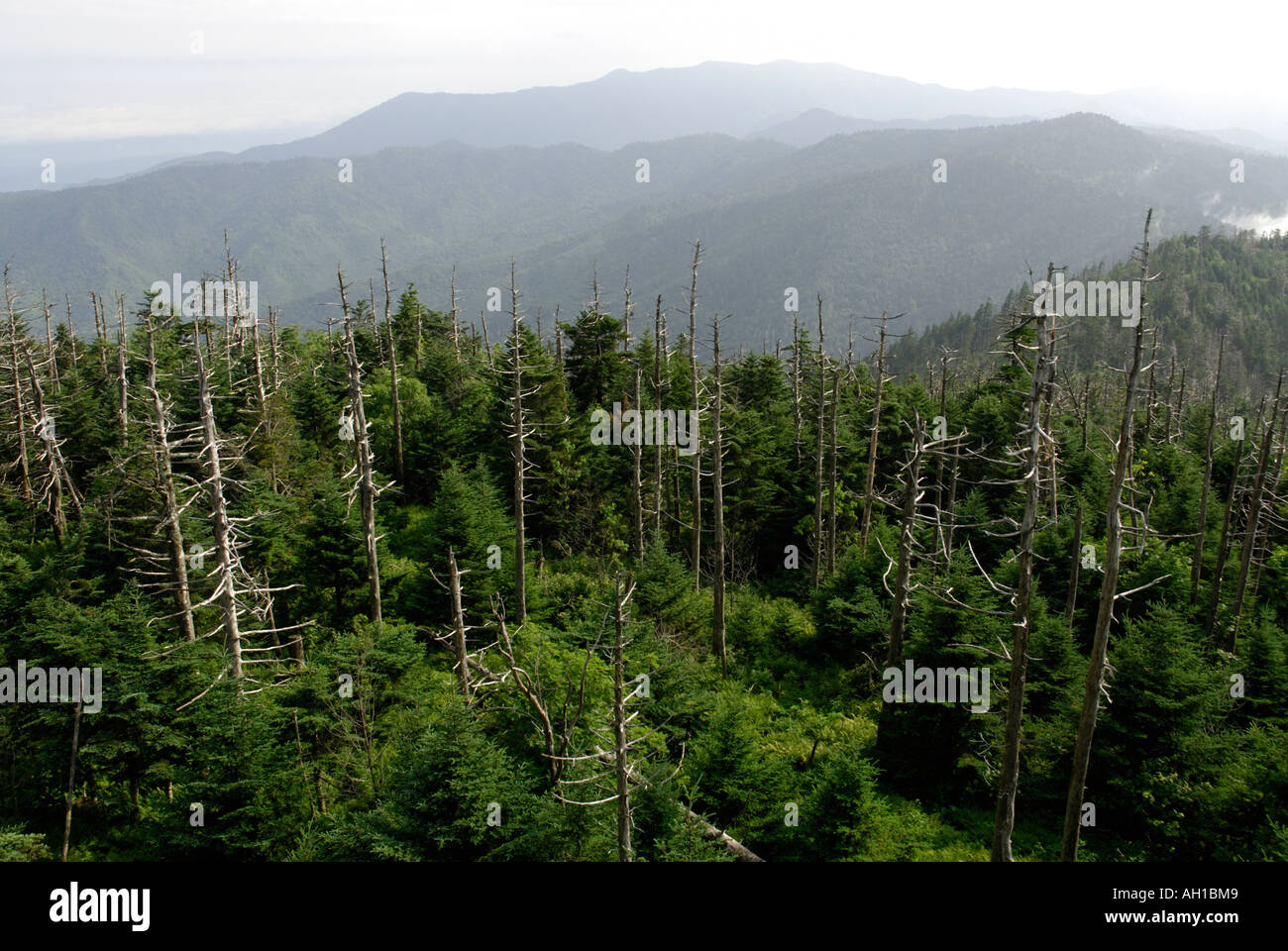 View from Clingman's Dome - Red Spruce, Picea rubens, and Fraser Fir, Abies fraseri, boreal forest at southern location Stock Photo