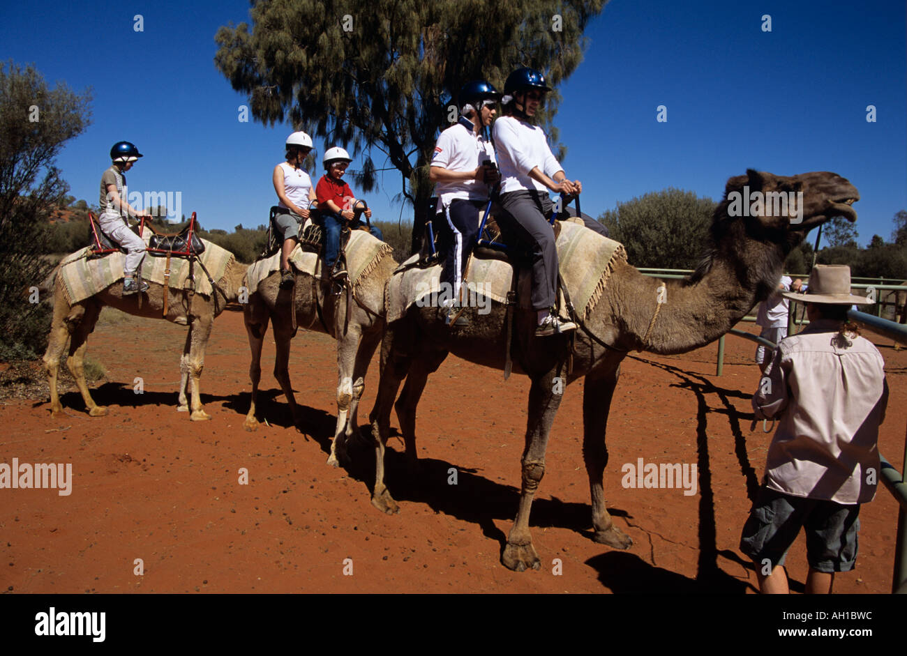 Camel train and riders, Kata Tjuta National Park, Northern Territory ...