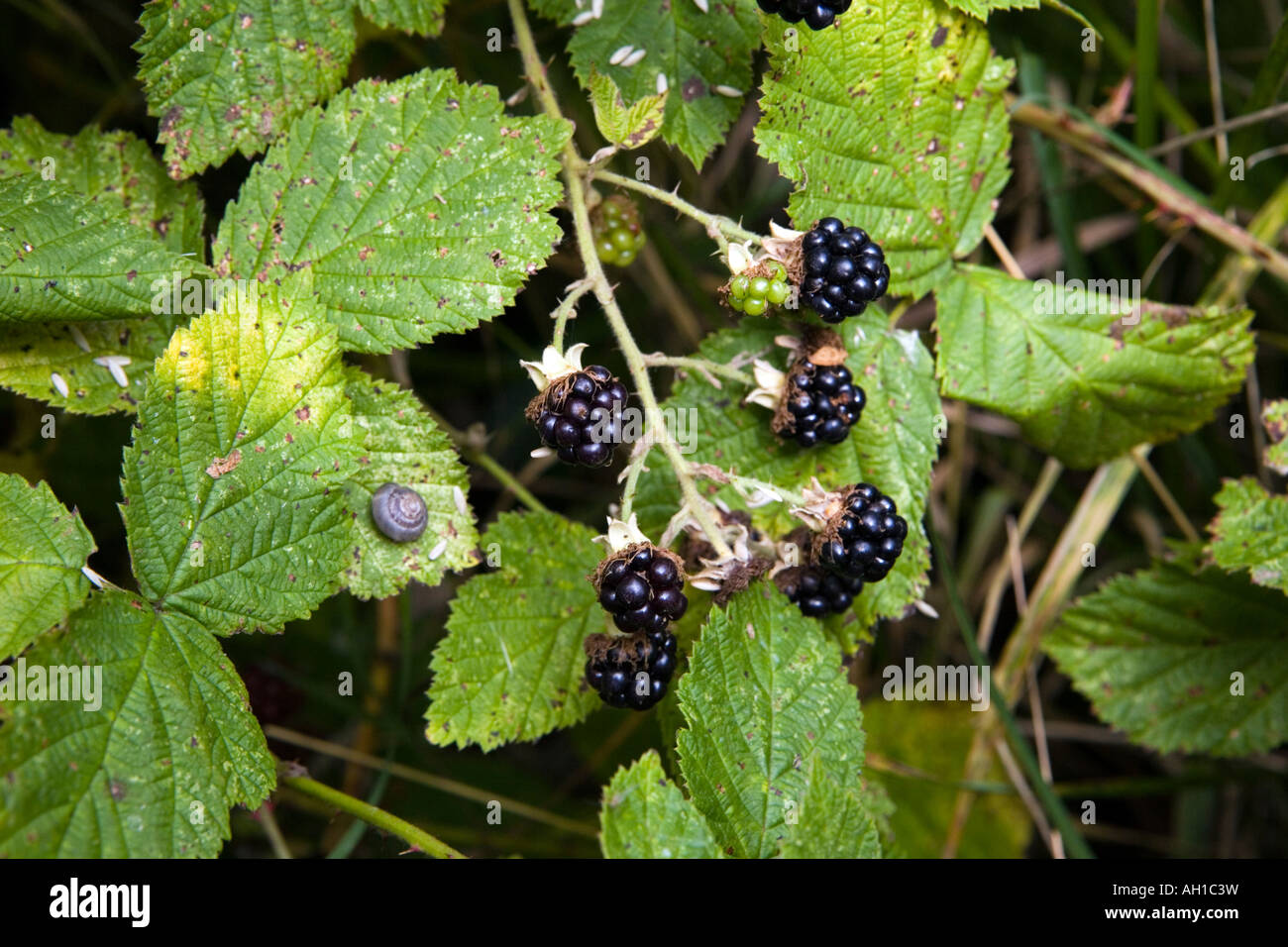Wild brambles blackberries grow in hi-res stock photography and images ...