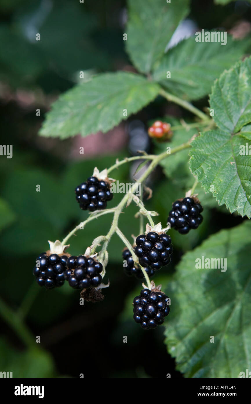 Wild brambles or blackberries grow in a hedgerow in Louth Lincolnshire ...