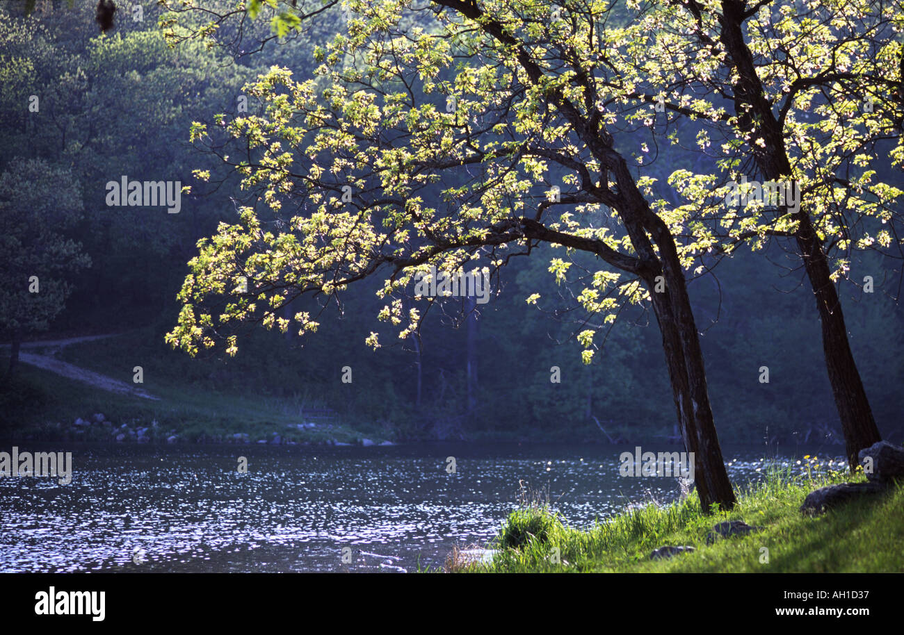 The early spring day Stock Photo