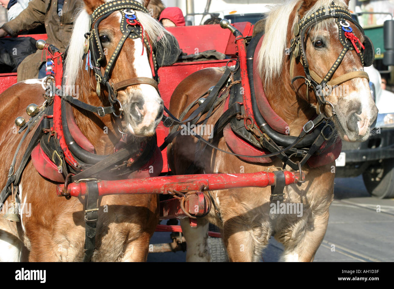 work horses harnessed and ready to pull cart Stock Photo