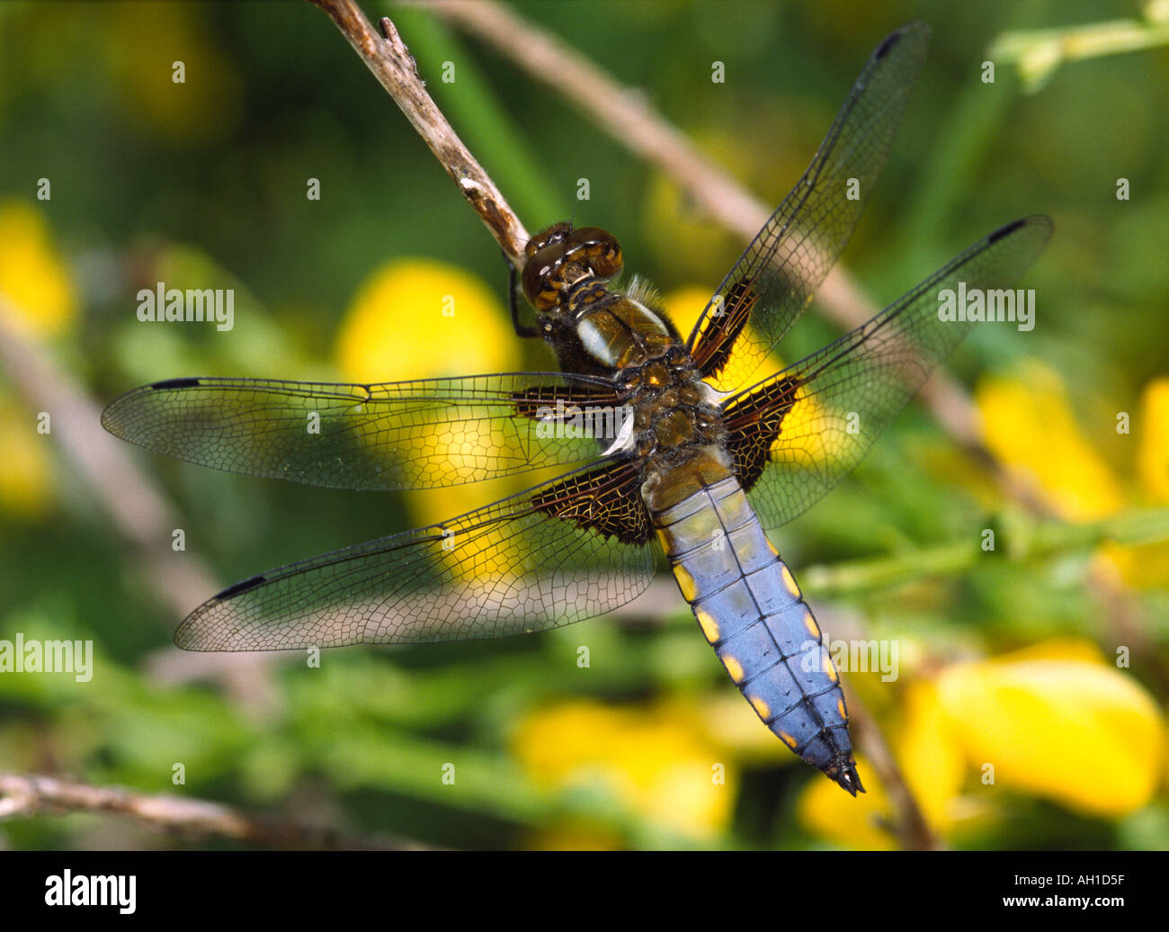 Yellow Bodied Insect Yellow bodied insects hi-res stock photography and images - Alamy