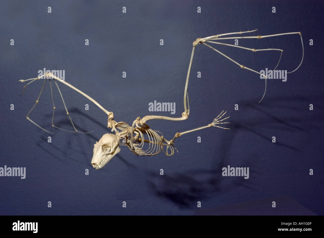 Bat mammal bones skeleton hires stock photography and images Alamy