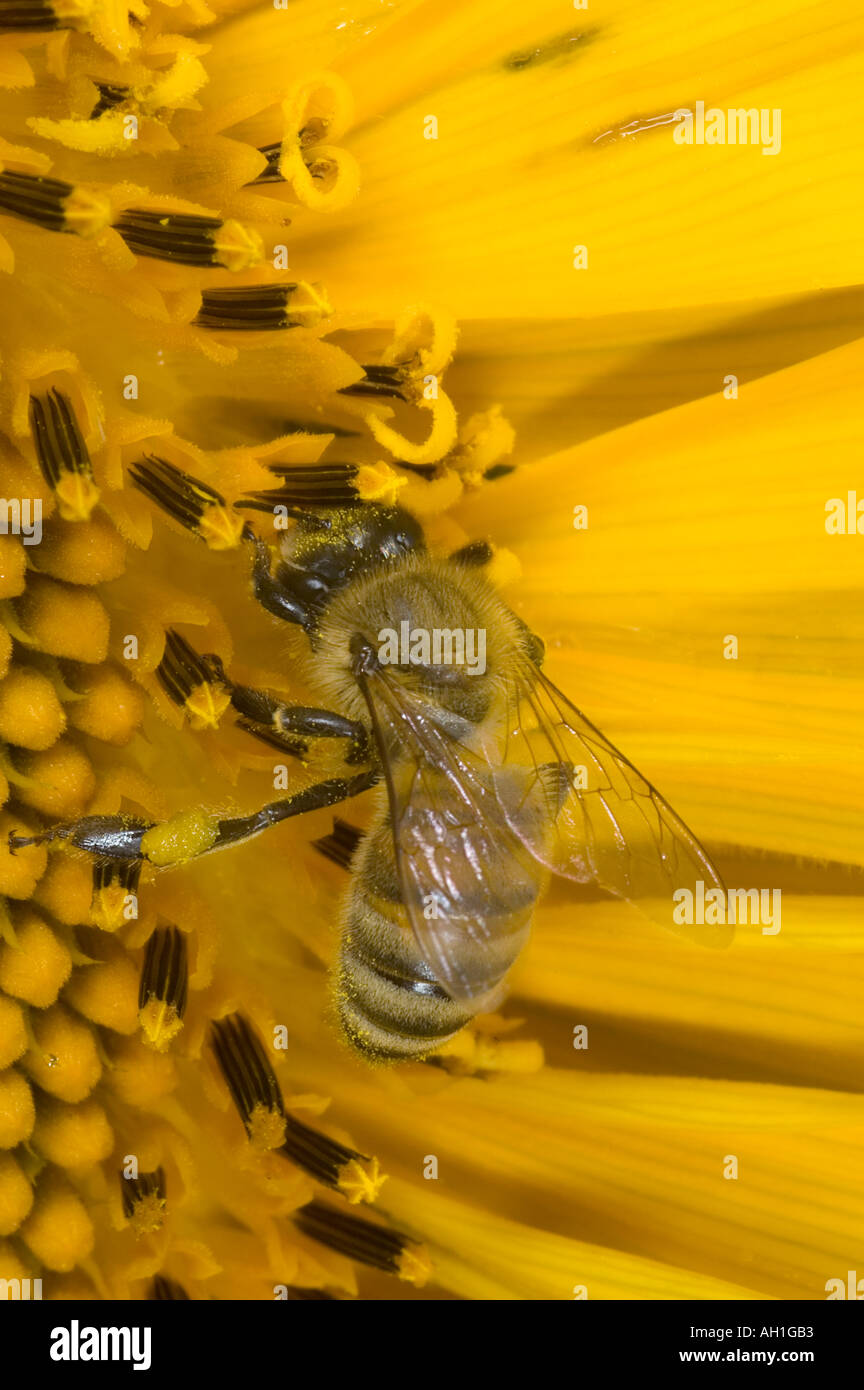closeup of a honeybee foraging for pollen on a sunflower Stock Photo