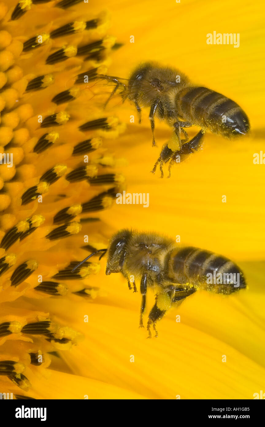 closeup of a honeybee in flight foraging for pollen on a sunflower Stock Photo