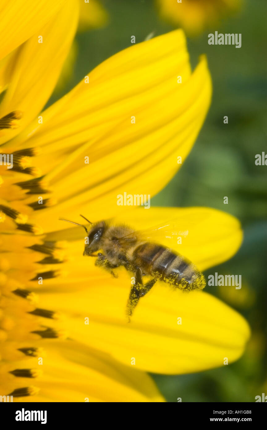 closeup of a honeybee in flight foraging for pollen on a sunflower Stock Photo
