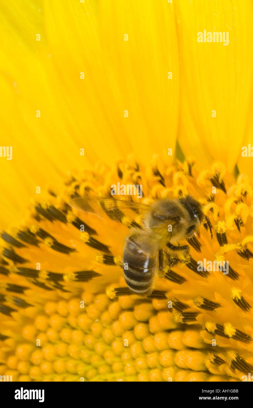 closeup of a honeybee foraging for pollen on a sunflower Stock Photo