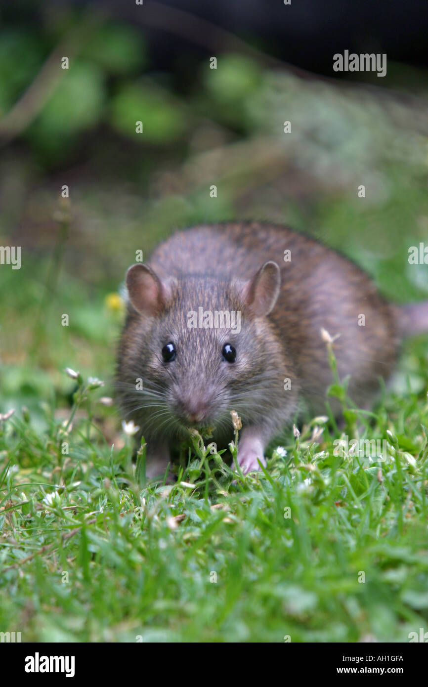 Common brown rat in garden rattus norvegicus Stock Photo