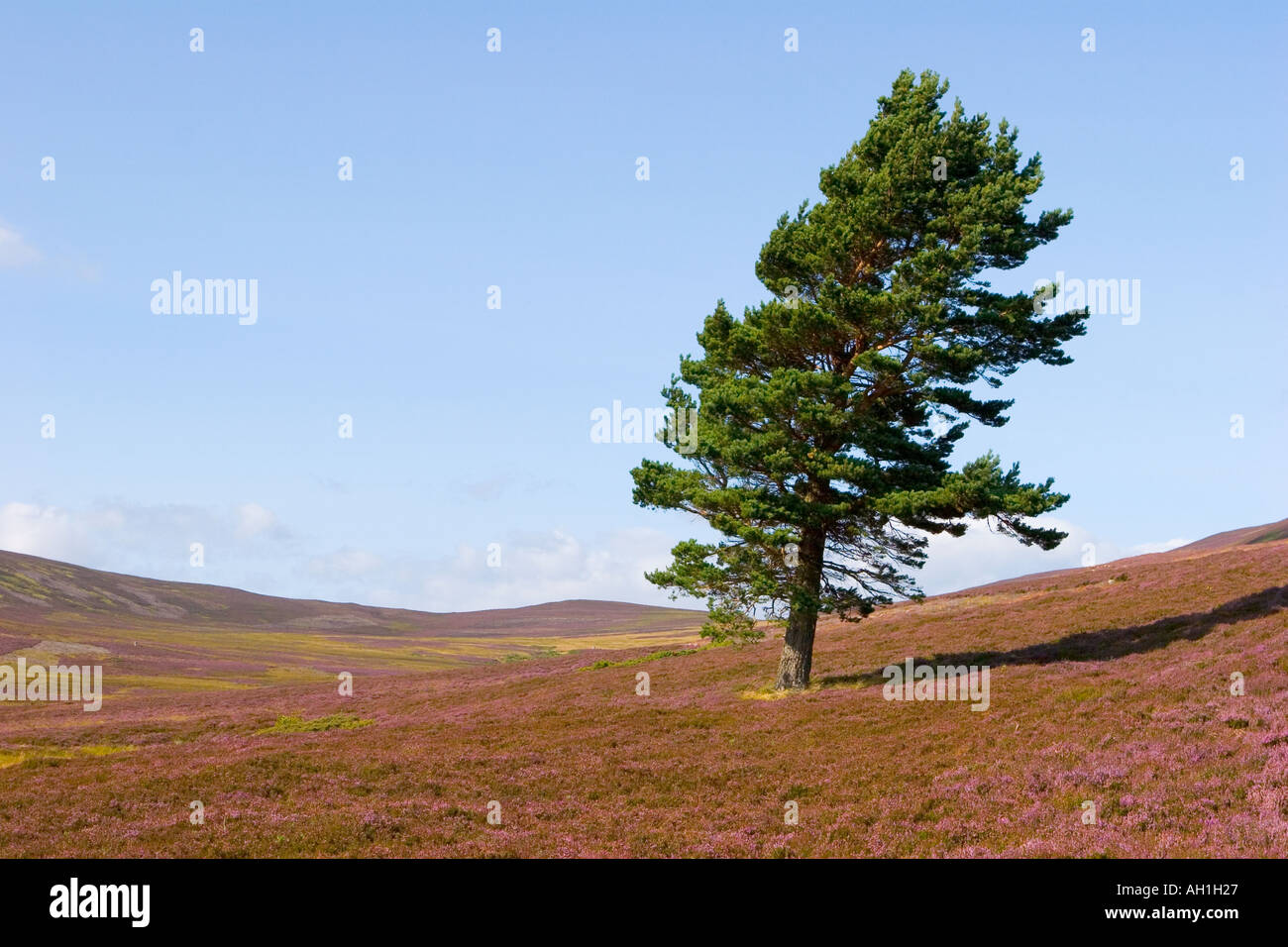 Ling Heather in flower Scotland;  Scottish moors and single Caledonian Pine trees Mar Lodge Estate, Braemar Cairngorms (Cairngorm) National Park, UK Stock Photo