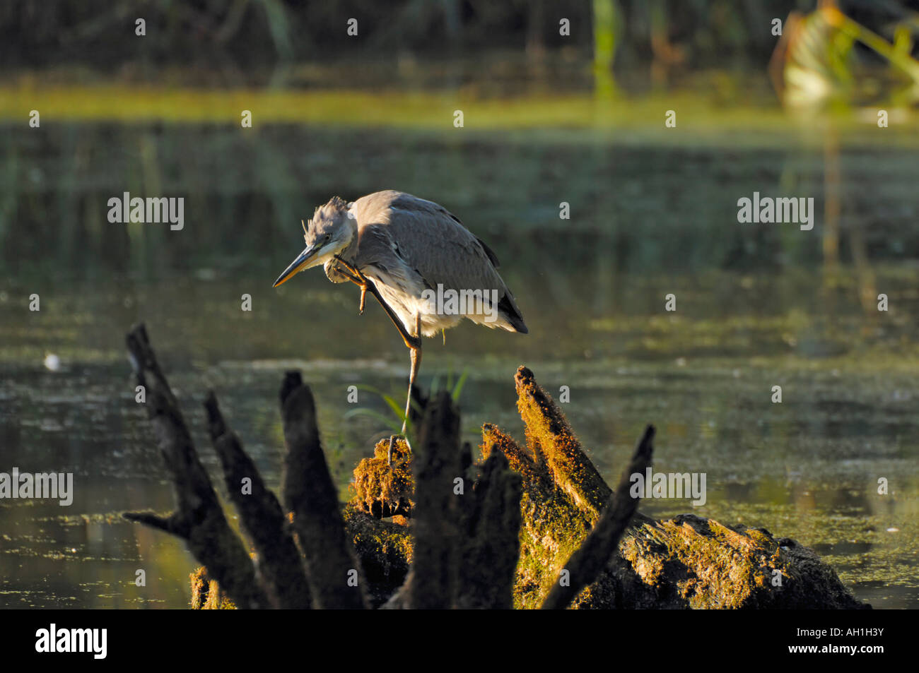 Single Grey Heron standing on one feet in the morning sun (Ardea cinerea) Stock Photo