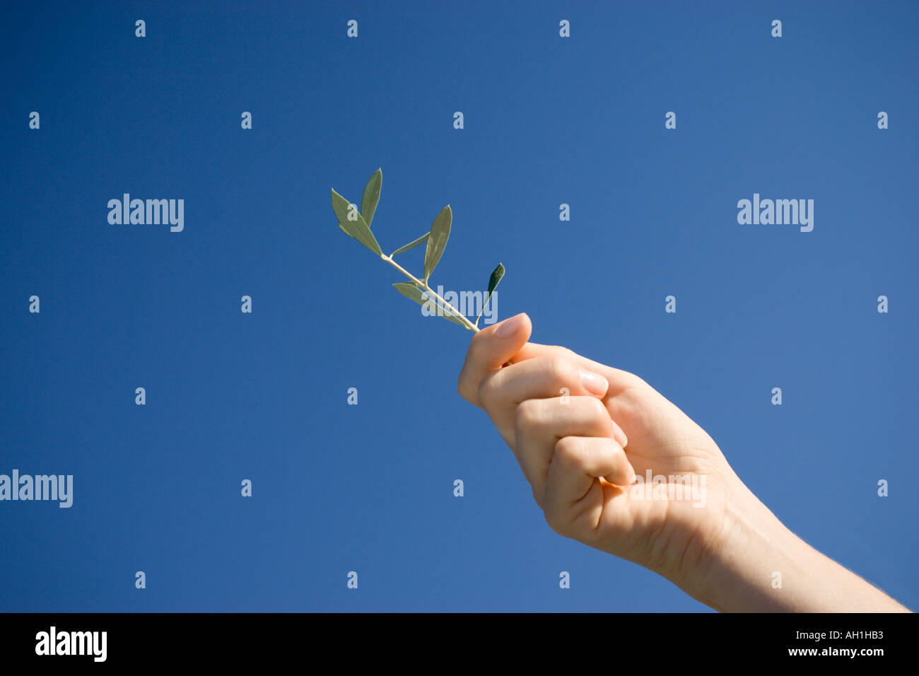 Extending an olive branch hires stock photography and images Alamy