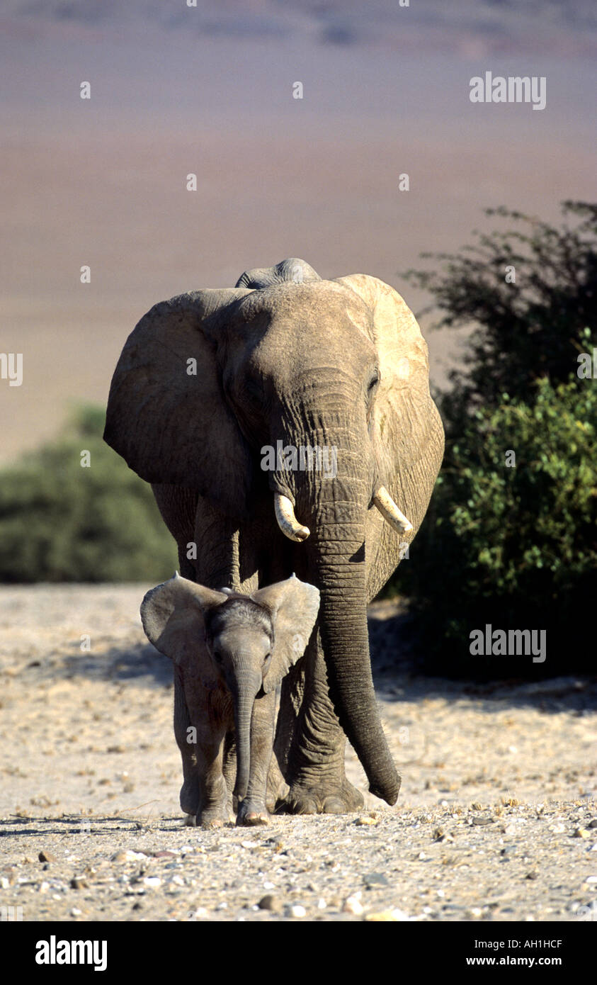 Desert Adapted Baby Elephant High Resolution Stock Photography and ...