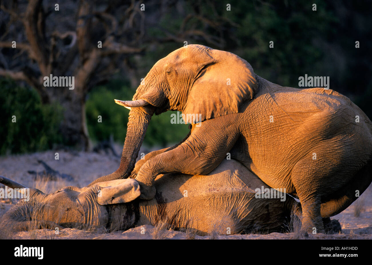 Elephant mourning dead companion Hoanib River Damaraland  Namibia Stock Photo
