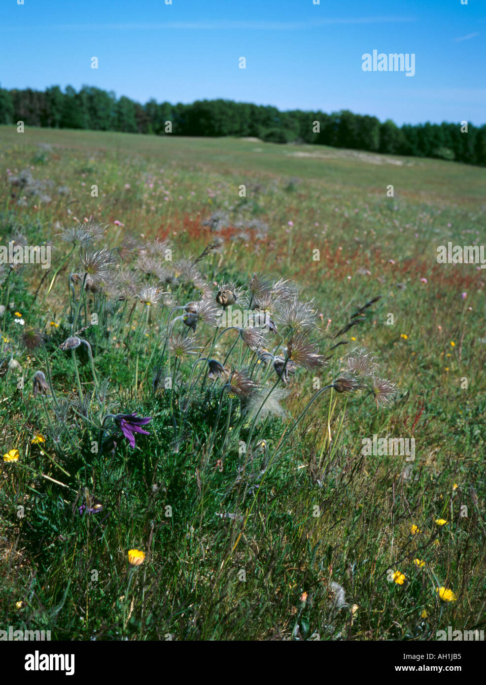 Pasque flower ( Pulsatilla vulgaris ), Dag Hammarskjöld's Backåkra, near Löderup, Skåne, Sweden. Stock Photo