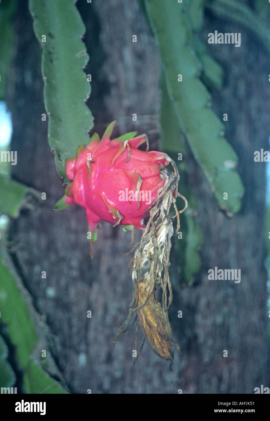 Growing dragon fruit on parent plant Stock Photo