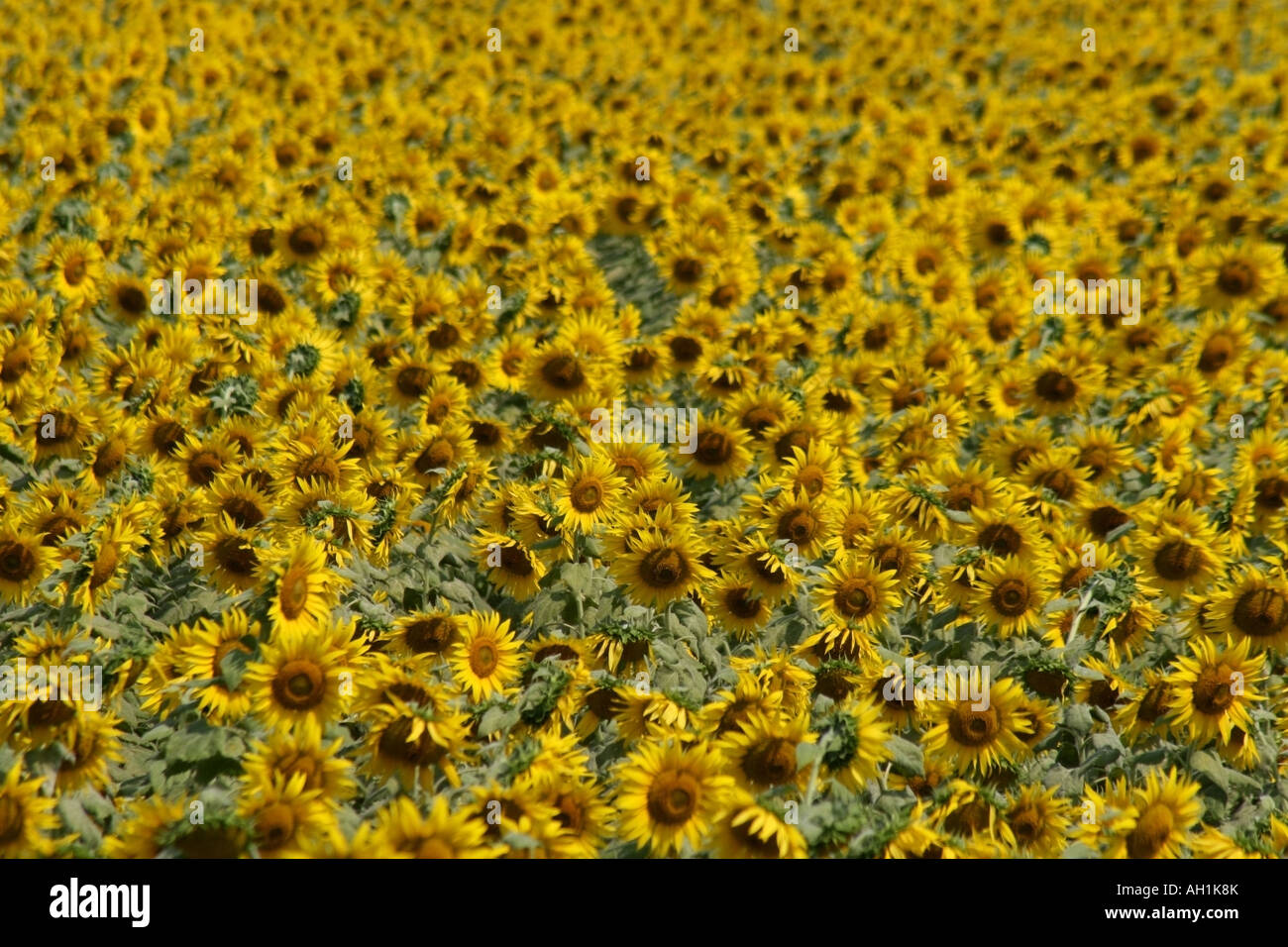 Sunflower field , Karnataka , India Stock Photo Alamy